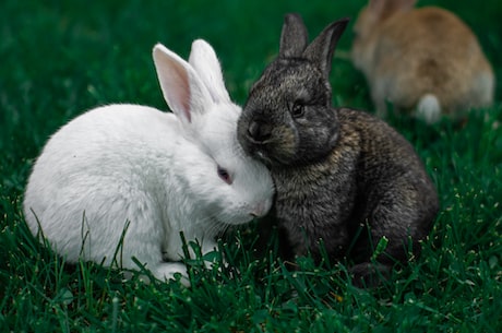 三月兔(三月兔：小伙伴们春天的好朋友)